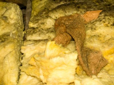 Remove Insulation That May Contain Contaminants!
