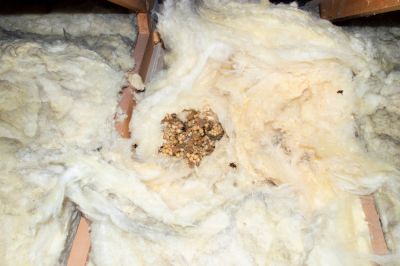 Remove Old Insulation!